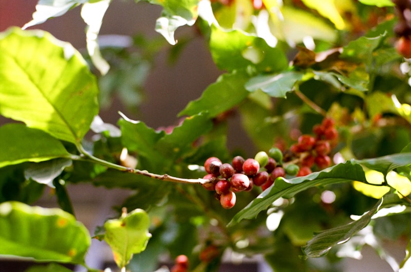 Ripe coffee cherries on the branch